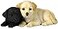 UNICORN STUDIO 475 Inch Labrador Puppies Decorative Statue Figurine Tan and Black