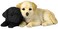 UNICORN STUDIO 475 Inch Labrador Puppies Decorative Statue Figurine Tan and Black