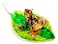 We Are Handmade Mini Orange Frog with Leaf Art Glass Blown Animal Figurine No1 Model Y2016