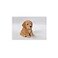 HI-LINE HiLine Gift Ltd Sitting Cockapoo Puppy 6 Brown