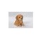 HI-LINE HiLine Gift Ltd Sitting Cockapoo Puppy 6 Brown