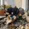 GARDEN WHISPER Bear Statue Decor Bear Gutter Downspout Extension Weather Resistant Resin Outdoor Decorative