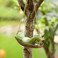 Cmrweio Frog Statues for Garden Outdoors Hanging Sleeping Frog Sculptures Swing Home Dcor