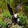Nacome Metal Bald Eagle Large Outdoor StatuesYard Decorations Outdoor Garden Sculptures StatuesGarden Gifts
