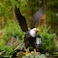 Nacome Metal Bald Eagle Large Outdoor StatuesYard Decorations Outdoor Garden Sculptures StatuesGarden Gifts