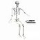 Wocst 54Ft Halloween Life Size Human Skeletons Poseable Life Size Skeletons with Rope Plastic Human Bones with Movable Joints for Halloween Decoration