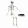 Wocst 54Ft Halloween Life Size Human Skeletons Poseable Life Size Skeletons with Rope Plastic Human Bones with Movable Joints for Halloween Decoration