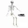 Wocst 54Ft Halloween Life Size Human Skeletons Poseable Life Size Skeletons with Rope Plastic Human Bones with Movable Joints for Halloween Decoration