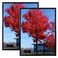Medog 24x36 Poster Frame Black 2 Pack Display Pictures 24x36 Picture Schools Colleges Sign Frame