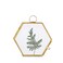 NCYP Mini Glass Floating Frame for Dried Flowers Plants Photo Side length 19 Inches Wall Hanging Vertical Decor Small Double Specimen Clip Gold Hexagon Glass Frame Only