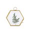 NCYP Mini Glass Floating Frame for Dried Flowers Plants Photo Side length 19 Inches Wall Hanging Vertical Decor Small Double Specimen Clip Gold Hexagon Glass Frame Only