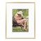 Frametory 8x10 Aluminum Picture Frame 8 x 10 Gold Frame with Removable Mat for 5 x 7 Photo 8 by 10 Durable Metal Frame with Real Glass Sawtooth Hanger for Easy Wall Display 1 Pack