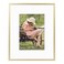 Frametory 8x10 Aluminum Picture Frame 8 x 10 Gold Frame with Removable Mat for 5 x 7 Photo 8 by 10 Durable Metal Frame with Real Glass Sawtooth Hanger for Easy Wall Display 1 Pack