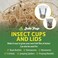 Josh's Frogs Joshs Frogs 32 oz Fruit Fly Cup and Vented Lid 20 Pack