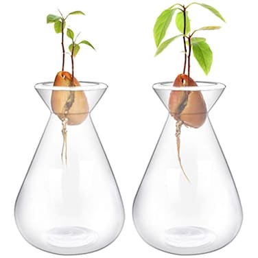 Emsiok 2 Pieces Avocado Seed Starter Vases Avocados Tree Growing Kit Acorn Bulb Vase Grow Glass Avocado Pit Planter Pot Clear Hydroponics Container for Gardening Lover