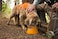 Ruffwear Bivy Collapsible Dog Bowl Waterproof Welded SingleWall Fabric Ultralight Portable FoldFlat NonSlip Bottom Accessory Loop Reflective Trim 60 fl oz 18 L Salamander Orange Medium