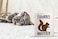 Funnwear Squirrel Whisperer 11oz Coffee or Tea Mug Novelty Funny for Friends Husband Wife Squirrel Desk Decor For Women Humor Gag Dad Papa From Son or Daughter