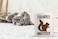 Funnwear Squirrel Whisperer 11oz Coffee or Tea Mug Novelty Funny for Friends Husband Wife Squirrel Desk Decor For Women Humor Gag Dad Papa From Son or Daughter