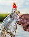 BOMBER Lures BadonkADonk High Pitch Saltwater Grade 4Inch BoneOrange Throat BSWDTH4349
