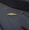 Rapala XRap 10 Fishing Lure Hot Head
