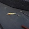 Rapala XRap Jerkbait Suspending Hard Bait Bass Walleye Pike Fishing Lure Slashbait Action 4 Perch