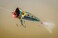 Rebel Lures PopR Topwater Popper Fishing Lure SilverBlack PopR 14 oz One Size