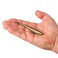 Berkley Gulp Saltwater Jerk Shad Fishing Soft Bait