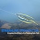 Dr.Fish DrFish 6 Pack Drop Shot Baits 315 Soft Plastic Bass Fishing Lure Swimbait Needle Tail Freshwater Minnow Shad Bait Pumpkin Seed