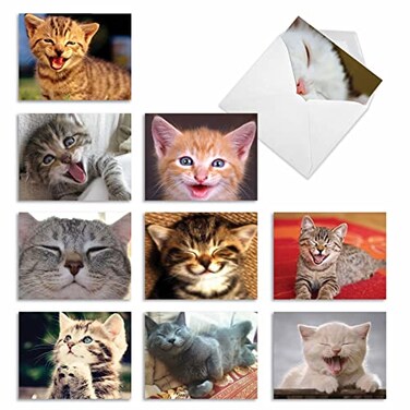 The Best Best Card Co 10 All Occasion Blank Cat Cards 4 x 512 Inch Cute Assorted Bulk Card Set Smitten Kittens for Animal Lovers M6485OCB