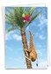 NobleWorks Birthday Greeting Card with 5 x 7 Inch Envelope 1 Card BdayTree AnimalsGiraffe C10323ABDG