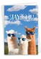 NobleWorks Cool Llamas Congrats Congratulations Card with Envelope Party Animals Cute Animal Congrats Notecard C7188CGG