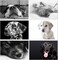 Small World Greetings Dog Note Cards 24 Count Blank Inside with Envelopes A2 Size 55 x 425 All Occasions Birthday Thank You and More