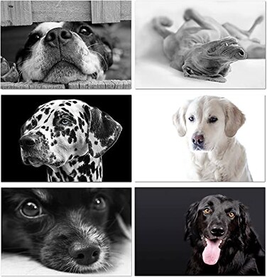 Small World Greetings Dog Note Cards 24 Count Blank Inside with Envelopes A2 Size 55 x 425 All Occasions Birthday Thank You and More