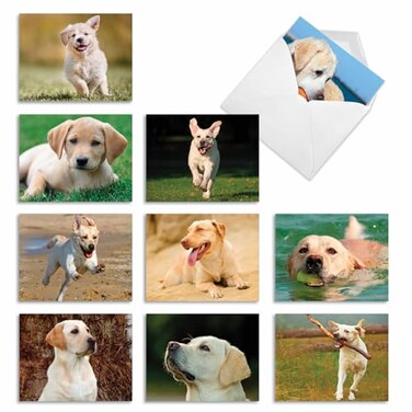 The Best Card Company 10 Adorable Blank Dog Cards 4 x 512 Inch Assorted Labrador Pet Breeds Boxed Set Lovable Labs AM6325OCBB1x10