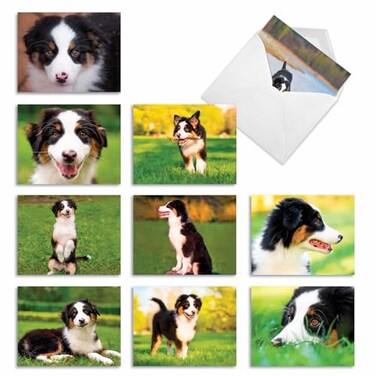 The Best Card Company 10 Adorable Blank Dog Cards 4 x 512 Inch Assorted Pet Breeds Boxed Set Awesome Australian Shepherds AM6830OCBB1x10
