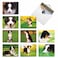 The Best Card Company 10 Adorable Blank Dog Cards 4 x 512 Inch Assorted Pet Breeds Boxed Set Awesome Australian Shepherds AM6830OCBB1x10