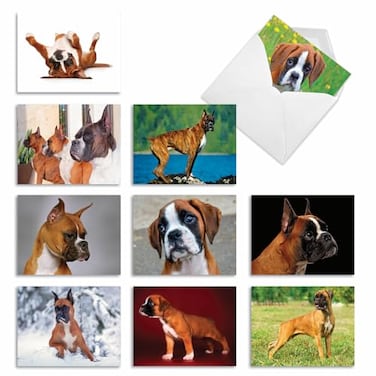The Best Card Company 10 Adorable Blank Dog Cards 4 x 512 Inch Assorted Pet Breeds Boxed Set thoughtful Boxers AM6295OCBB1x10