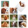 The Best Card Company 10 Adorable Blank Dogs Hound Cards 4 x 512 Inch Assorted Pet Breeds Boxed Set Captivating Cavalier King Charles AM6831OCBB1x10