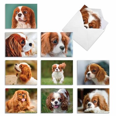 The Best Card Company 10 Adorable Blank Dogs Hound Cards 4 x 512 Inch Assorted Pet Breeds Boxed Set Captivating Cavalier King Charles AM6831OCBB1x10