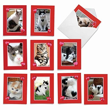 The Best Card Company 10 All Occasion Blank Cat Cards 4 x 512 Inch Cute Assorted Bulk Card Set Heartfelt Cats M5658OCBB1x10