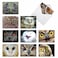 The Best Card Company 10 Bird Note Cards Blank 4 x 512 Inch All Occasion Cards with Envelopes Boxed Set What a Hoot M1769BN