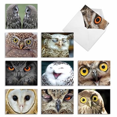 The Best Card Company 10 Bird Note Cards Blank 4 x 512 Inch All Occasion Cards with Envelopes Boxed Set What a Hoot M1769BN