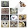The Best Card Company 10 Bird Note Cards Blank 4 x 512 Inch All Occasion Cards with Envelopes Boxed Set What a Hoot M1769BN