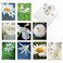 The Best Card Company 10 Wildlife Thank You Greeting Cards wEnvelopes Cute Animal Boxed Notes Stationery My Fair Ladybug AM6332TYGB1x10
