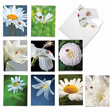 The Best Card Company 10 Wildlife Thank You Greeting Cards wEnvelopes Cute Animal Boxed Notes Stationery My Fair Ladybug AM6332TYGB1x10