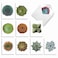 The Best Card Company 20 Assorted Blank Plant Cards Boxed 4 x 512 Inch 10 Designs 2 Each Luscious Succulents AM6287OCBB2x10