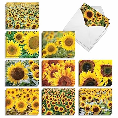 The Best Card Company 20 Assorted Sun Flowers Blank Plant Cards Boxed Set wEnvelopes 4 x 512 Inch 10 Designs 2 Each Sunny Side Up AM6042OCBB2x10