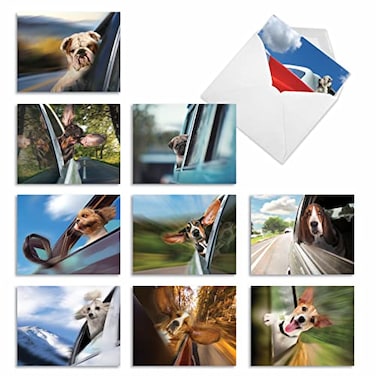 The Best Card Company 10 Assorted Thank You Notes Boxed Set 4 x 512 Inch with Envelopes 10 Designs 1 Each Doggie in the Window M6481TYG