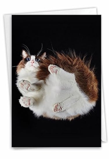 The Best Card Company Birthday Greeting Card with 5 x 7 Inch Envelope 1 Card Bday Under Cats C7185ABDG