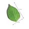 Funny live Leaf Sticky Note Pads Memo Pads AntiForgetting Reminder Note DIY Decoration Home WallPhoto Wall Decoration50 SheetsPad8 Pads400 Pages in Total